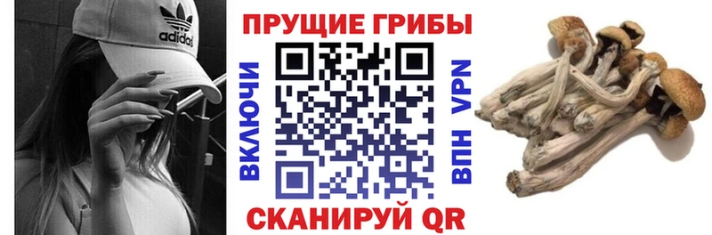 Псилоцибиновые грибы GOLDEN TEACHER  Павловский Посад 